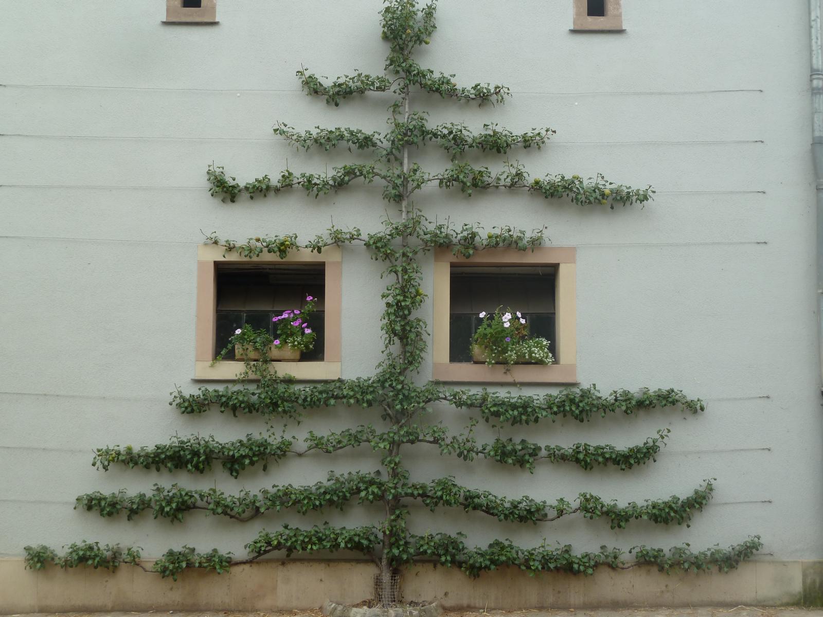 Obstbaumschnittkurs (Spalierbäume): 10.07.2026